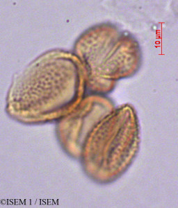 ISEM 1/Salix_atrocinerea_29197/Salix_atrocinerea_29197_0001(copy)_thumb.jpg